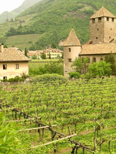 Bolzano vineyard, Alto Adige, Italy