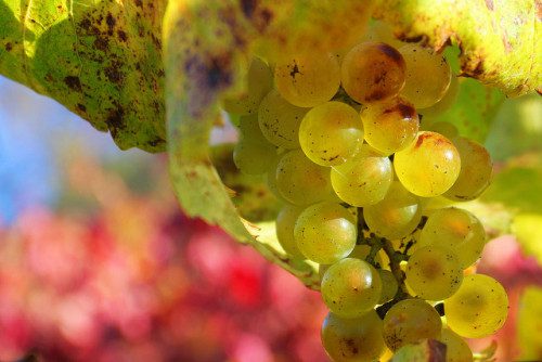 Chardonnay grapes on the vine. ©John Morgan / Flickr user. Licensed via Creative Commons.