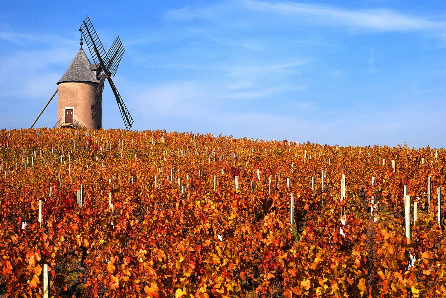 Moulin-à-vent - Beaujolais