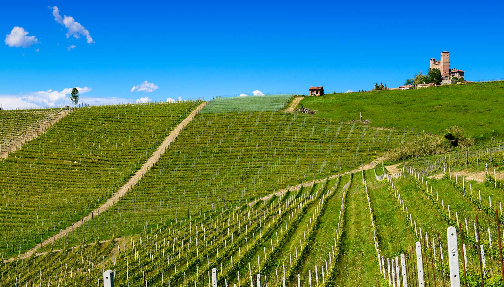 The Vignarionda Cru vineyard of Barolo in the village of Serralunga d'Alba. ©Oddero