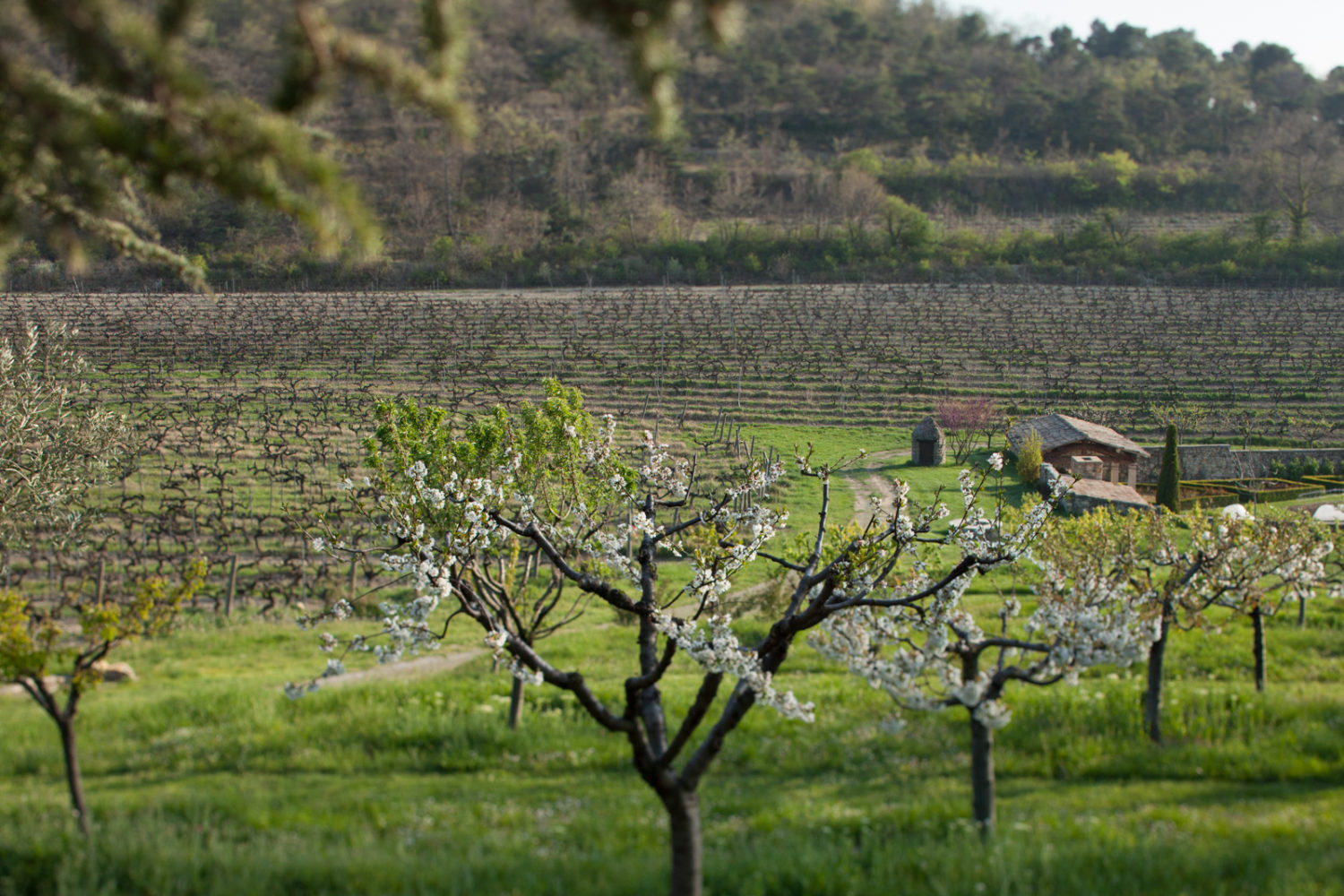 The small farm where the Chêne Bleu team grows an assortment of produce for the estate's kitchen. ©Kevin Day / Opening a Bottle