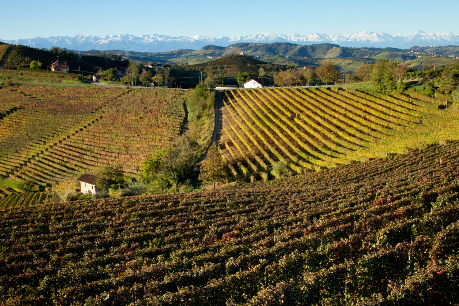 Vineyards in the Langhe Hills with views of the Alps in the distance. Perhaps the world's most stunning vineyard landscape. ©Kevin Day/Opening a Bottle