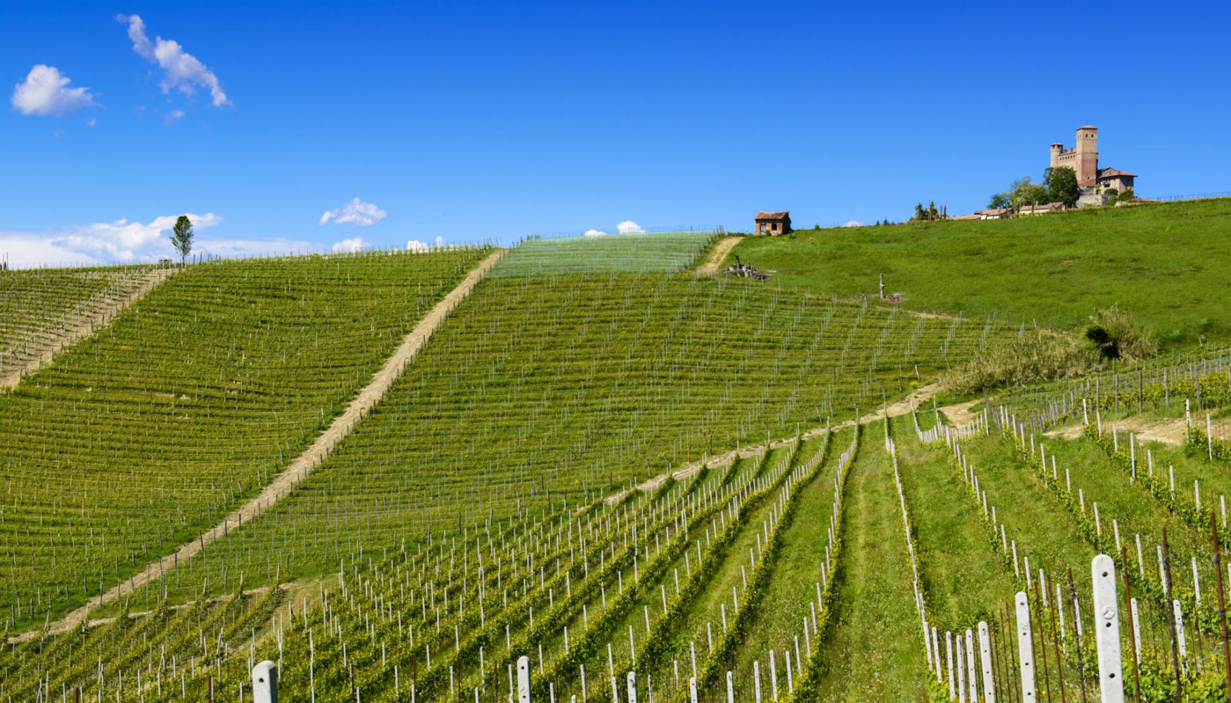 The Vignarionda Cru vineyard of Barolo in the village of Serralunga d'Alba. ©M. Milanesio/Oddero