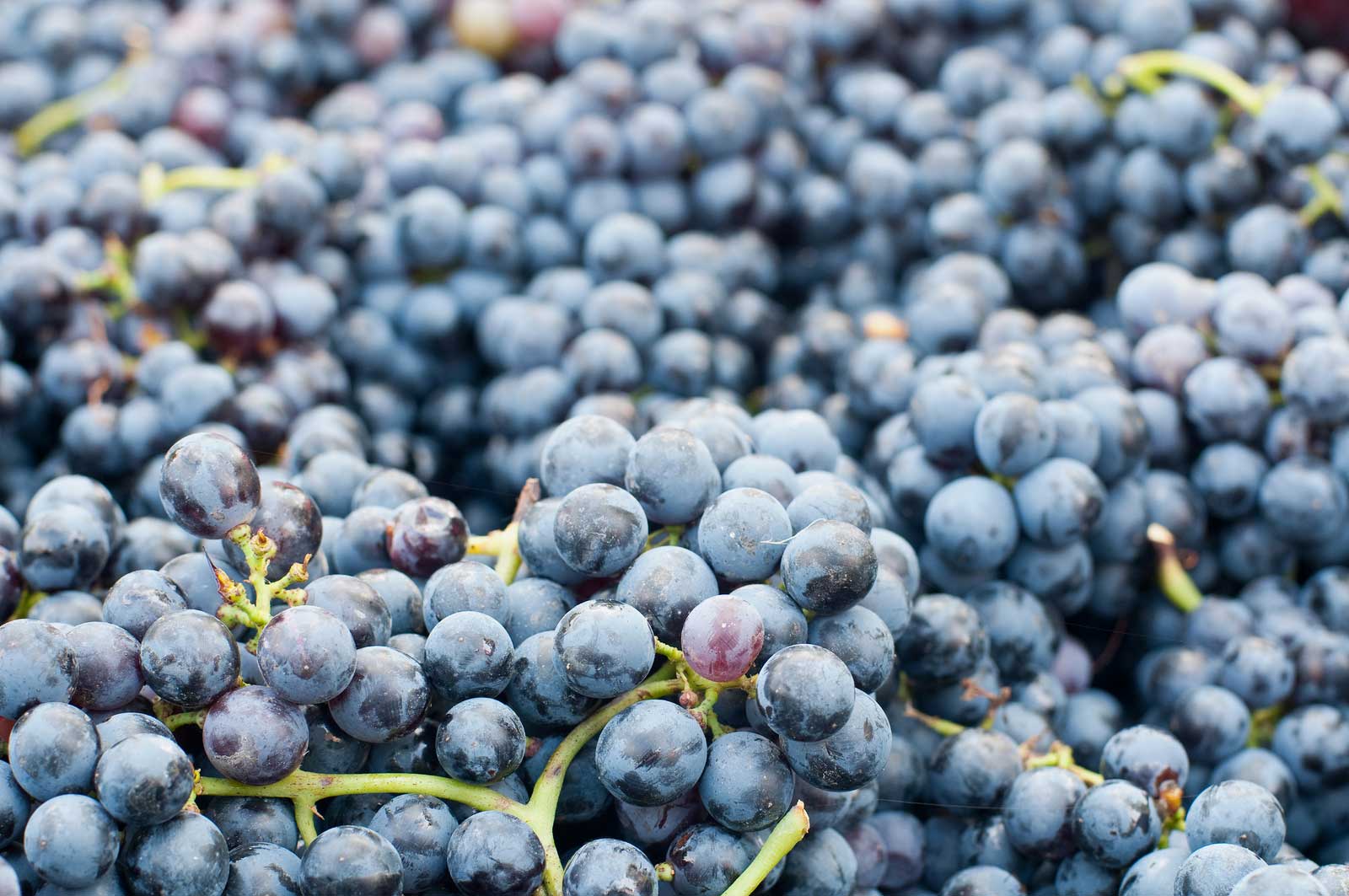 lambrusco wine bottle