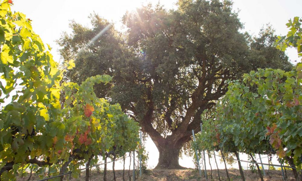An oak tree at Baglio di Pianetto, near Palermo, Sicily. ©Kevin Day/Opening a Bottle