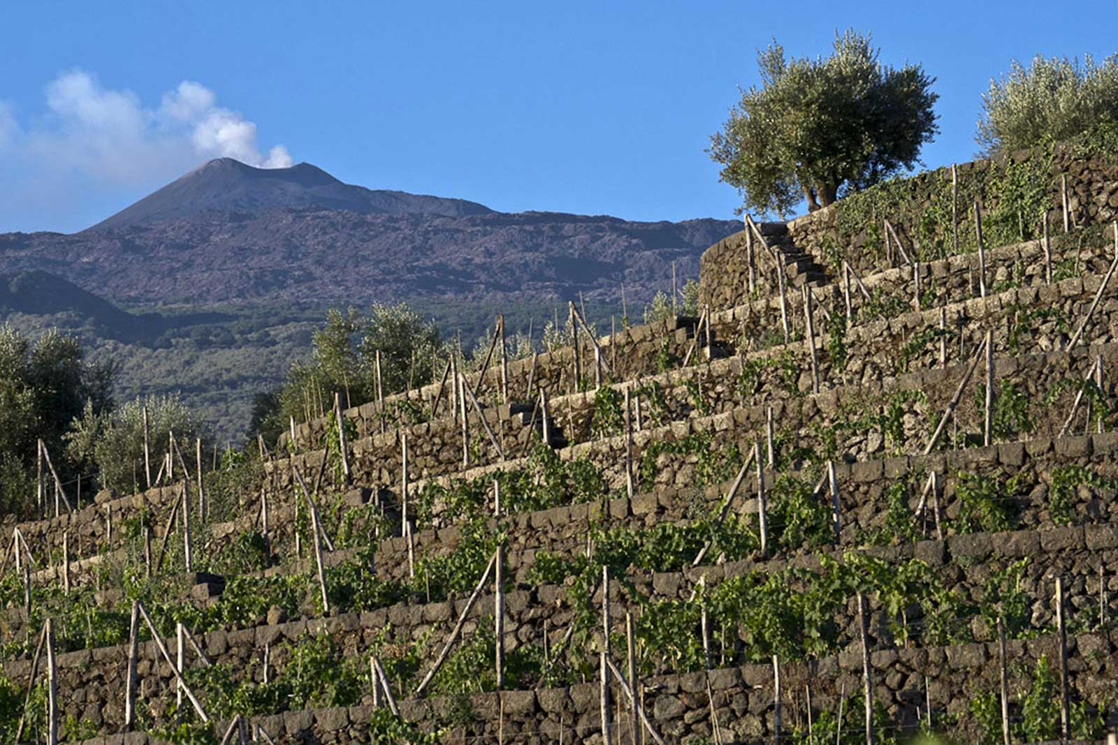The dry-stone terraces of Etna's landscape are a unique feature — and often, the sign of a very old vineyard. ©Tascante