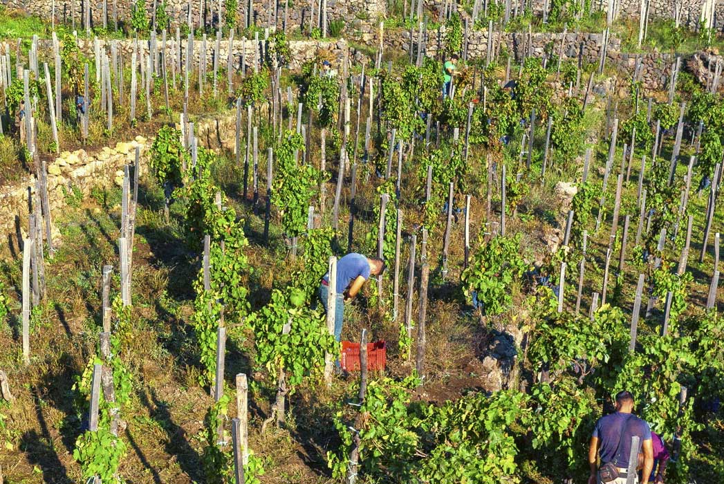 Grape harvest on Mount Etna ©Benanti