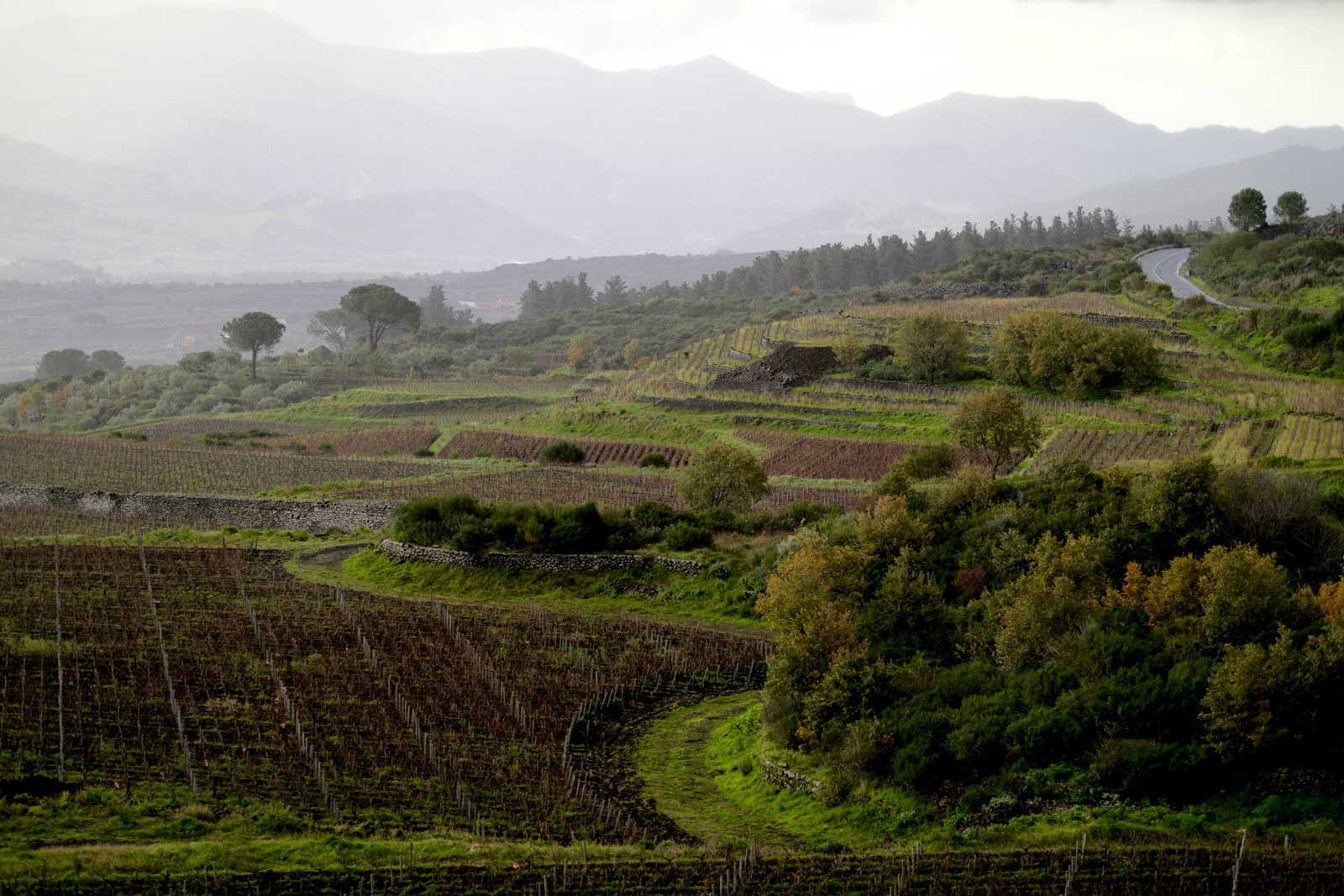The north slope vineyards near Randazzo and Passopisciaro. ©Giuliana Imports/Passopisciaro